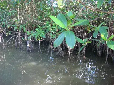 The Swamp and Red Ibiz